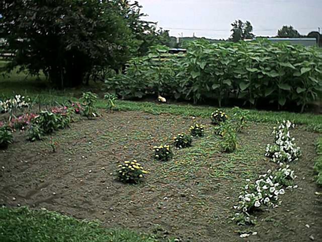 garden!!
