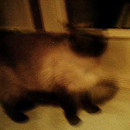 Lina's Kitty!